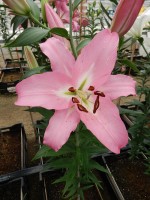 [4171 Missoni VZ No02.JPG]